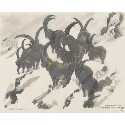 Robert Hainard — Bouquetins, troupe de mâles dans la neige.
