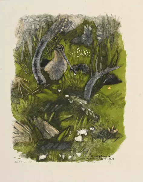 Bécassine sous les ajoncs