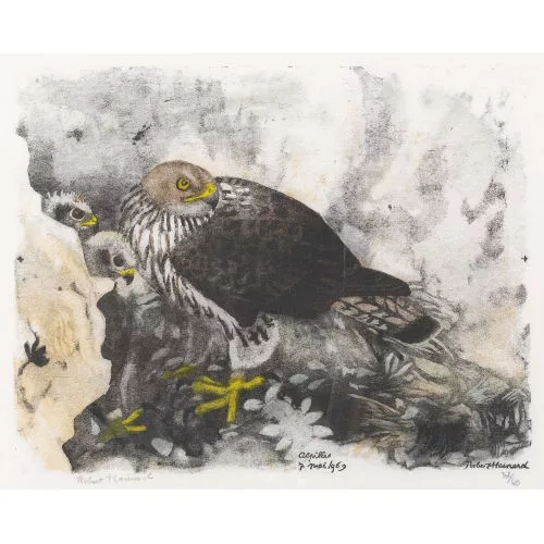 Robert Hainard — "Aire d′aigle de Bonelli".