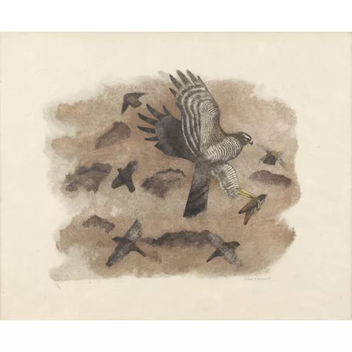 Robert Hainard — Epervier et moineaux.