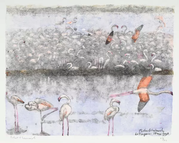 La colonie de flamants