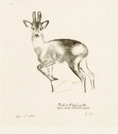 Jeune cerf