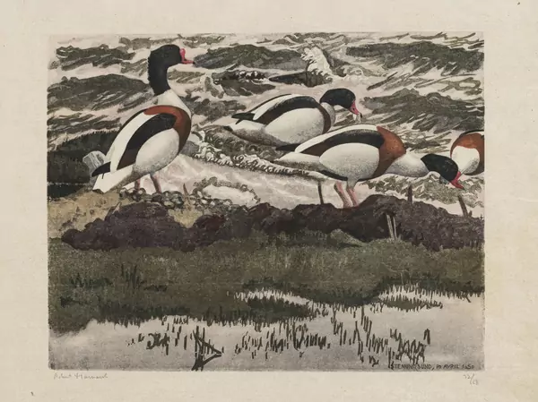 Tadornes