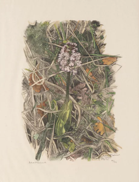 Robert Hainard — Robert HAINARD (1906-1999) "Orchis casque, Sur-Marliaz, Aire-la-Ville,"