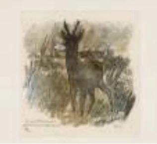 robert hainard — Brocard dans la brume