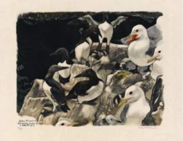 robert hainard — Guillemots et mouettes tridactyles