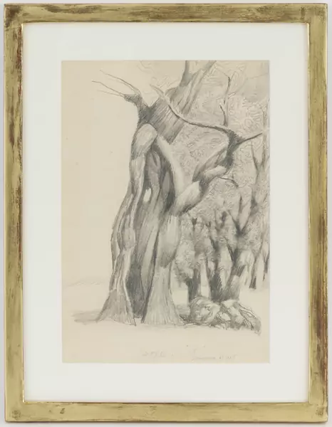 Etude de troncs d'arbres