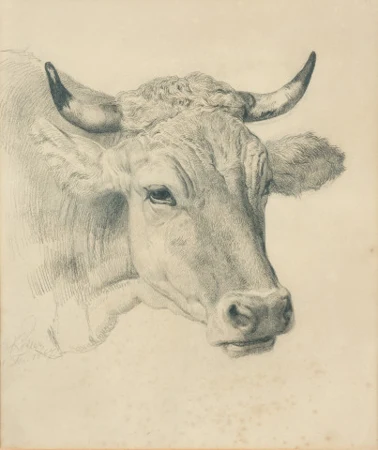Kuhkopf, 1867