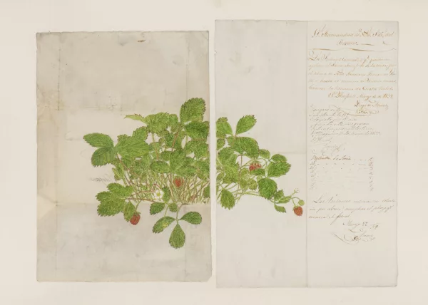 Serge D'Urach — Serge d'URACH (né en 1955), "Fragole"