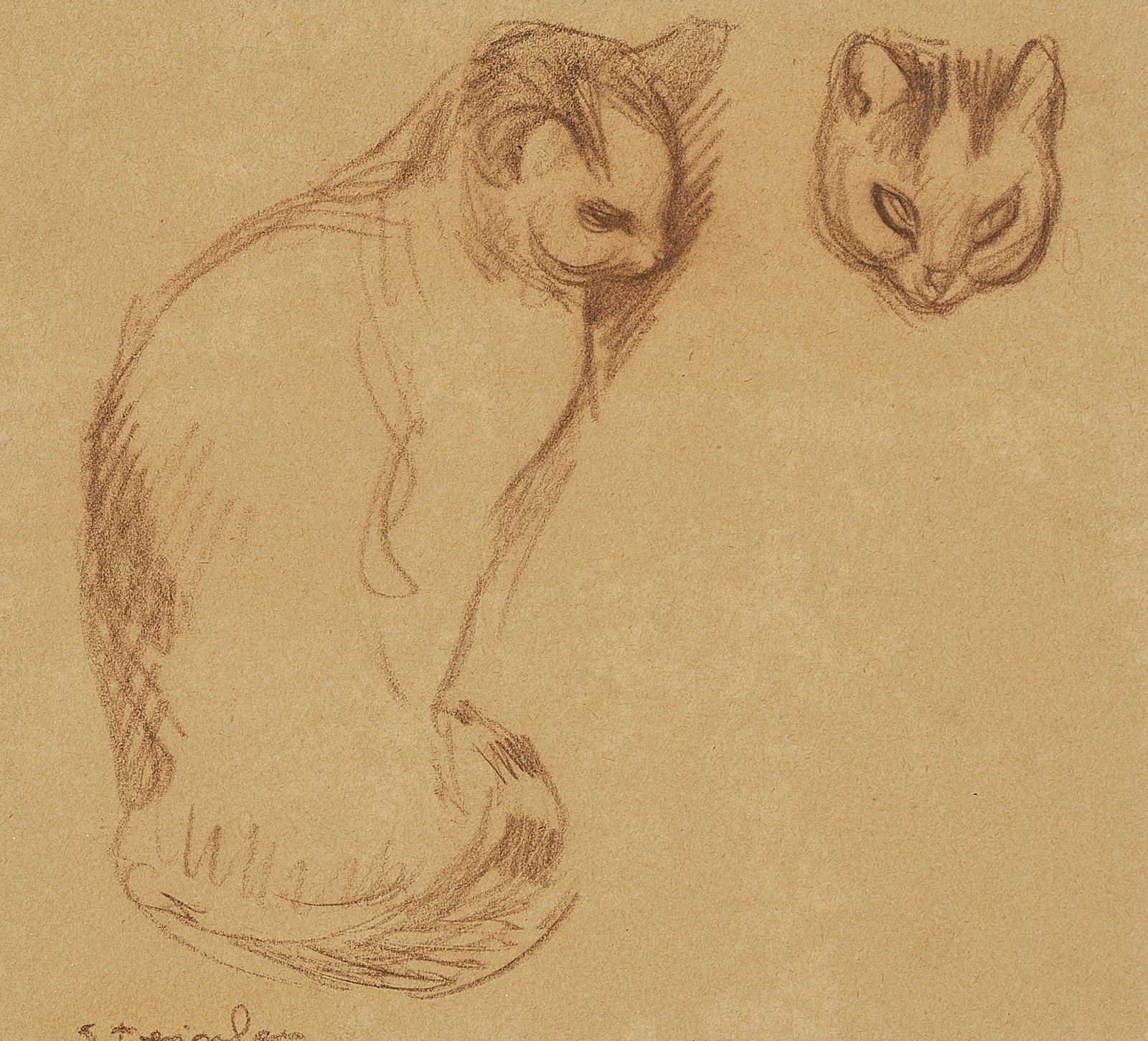 Etude de chat