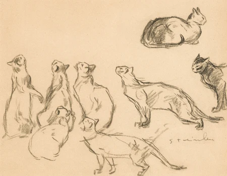 Etude de chats