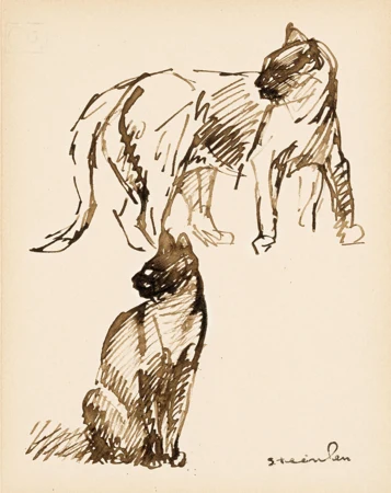 Etude de chats
