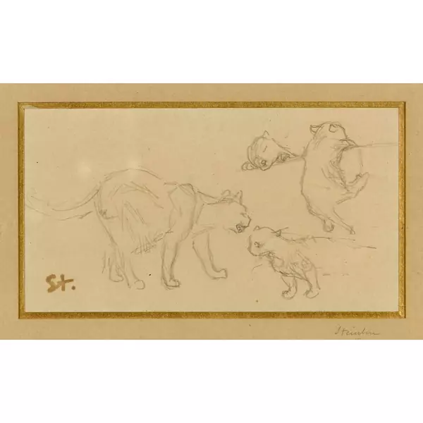 Katzenfamilie