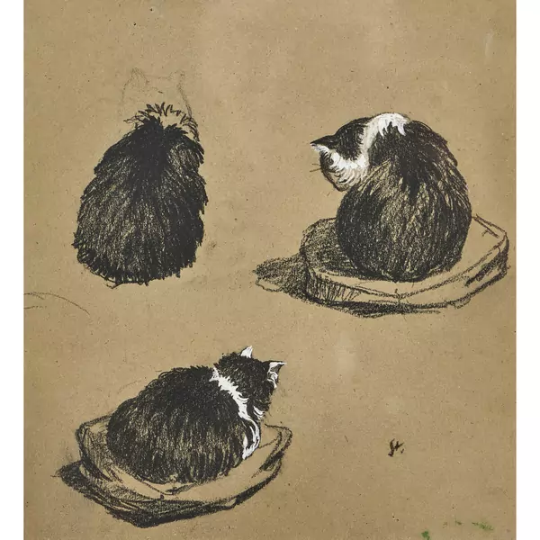 Études d'un chat
