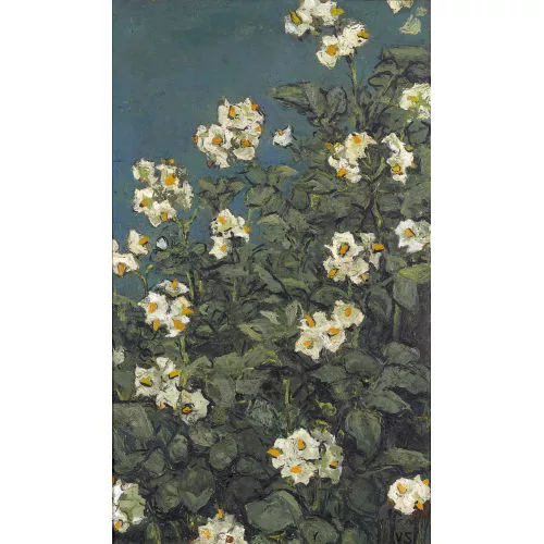 Victor Surbek — "Kartoffelblüten".