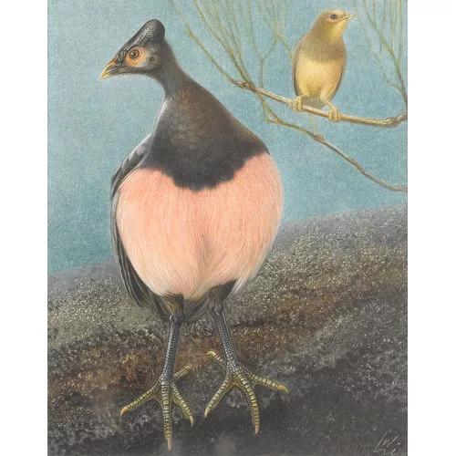 Walter Linsenmaier — Darstellung zweier exotischer Vögel.