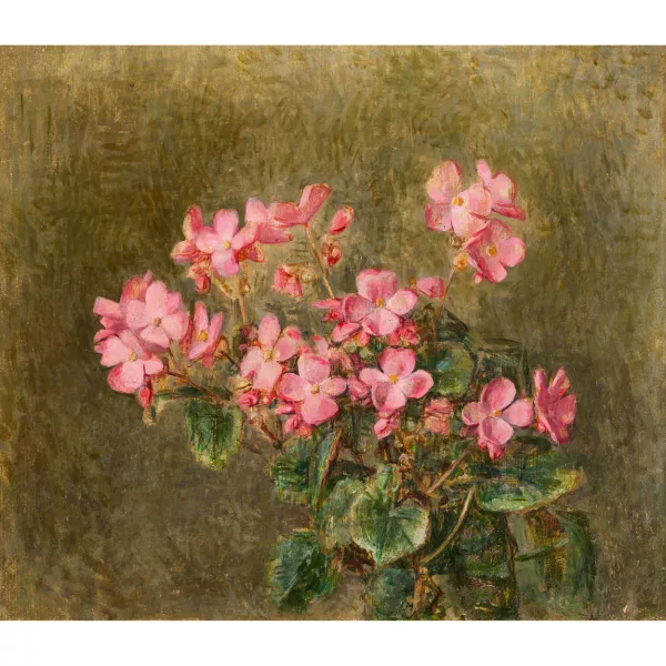 Werner Gfeller — Begonien.