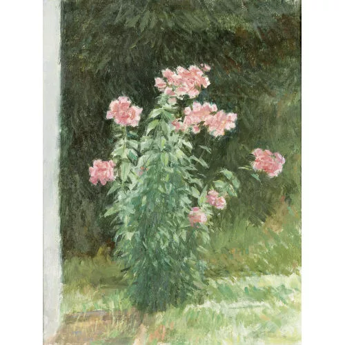 Werner Gfeller — Rasenpartie mit Phlox.