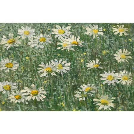Margeritenwiese