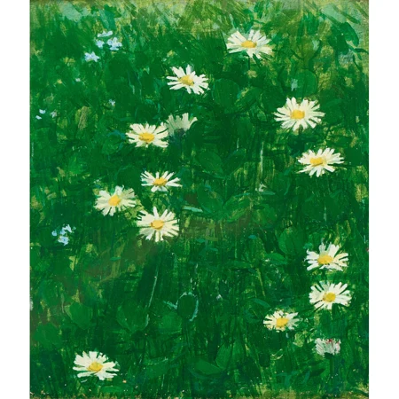 Gänseblümchen