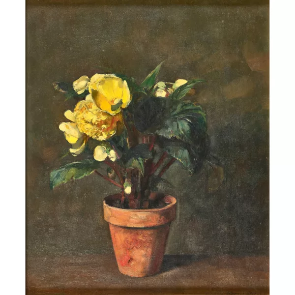 Werner Weber — Gelbe Begonien in Blumentopf.