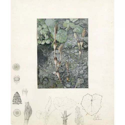 Werner Weber — Schachtelhalm auf Geröll.