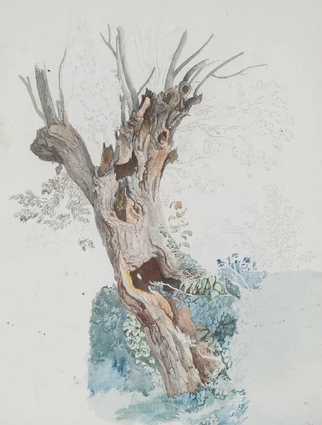 Wolfgang Adam Töpffer — Zugeschrieben Baumstudie