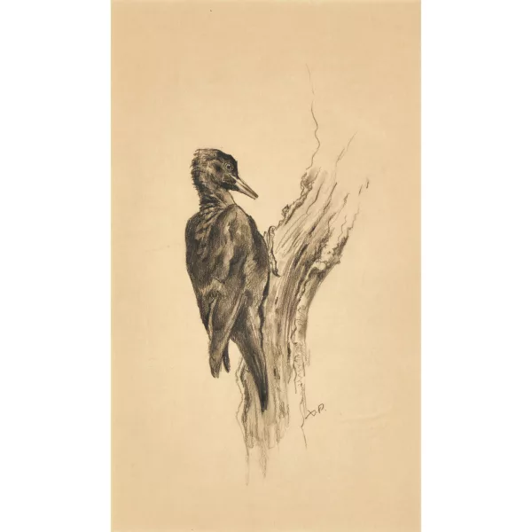 Xavier de Poret — Schwarzspecht.