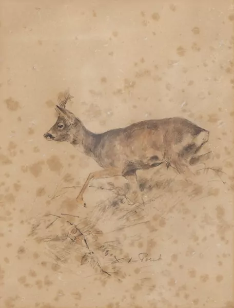 Xavier de PORET (1894-1975), "Brocard ou chevreuil mâle", dessin au crayon — DognyAuction