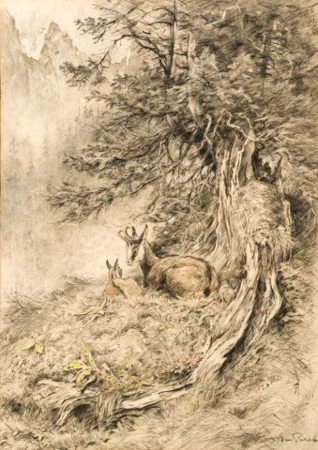 Chamois au repos