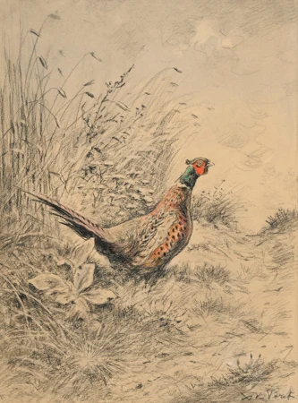 Coq de faisan dans la campagne