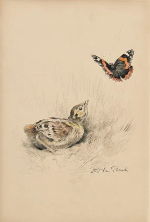 Poussin de faisan avec papillon
