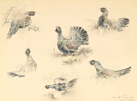 Etude de Grands tetras