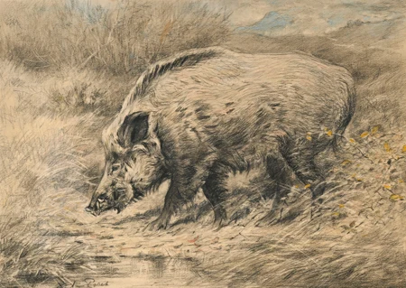 Sanglier solitaire