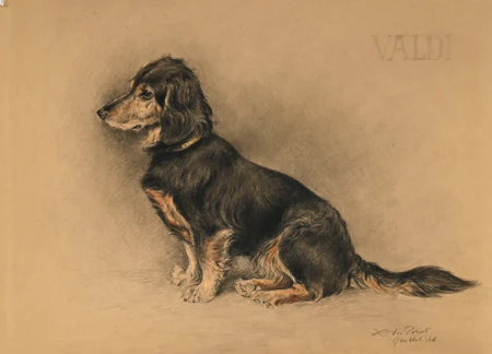 Portrait de teckel, Valdi
