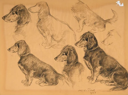 Etudes de chien de chasse