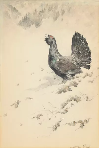 Xavier de Poret — Grand tétras mâle en posture de parade, pierre noire et aquarelle sur papier, signée, 53,5x36 cm (à vue) Provenance: acquis directement auprès de l'artiste, puis resté dans la famille jusqu'à ce jour