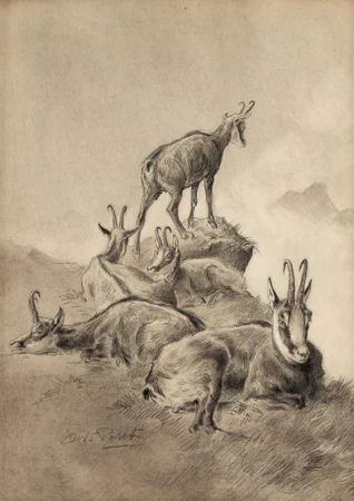 Chamois