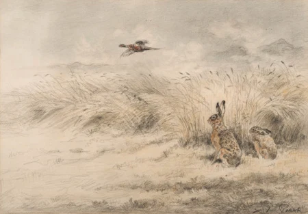 Lapins et faisan