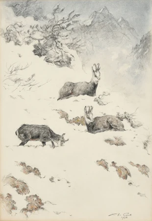 3 chamois dans la neige