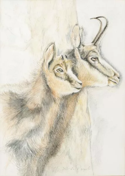 Xavier de Poret — Les deux chamois
