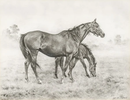 Chevaux dans la prairie
