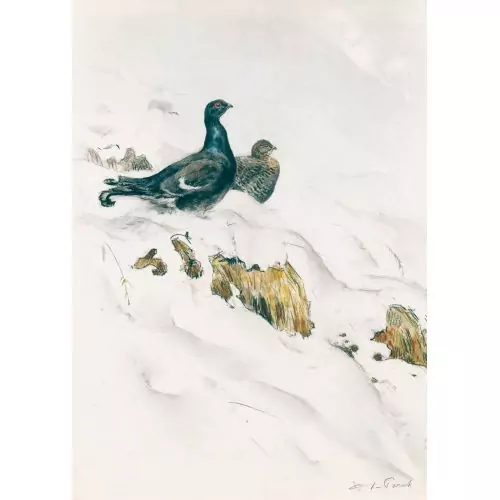 Auerhahnpaar im Schnee