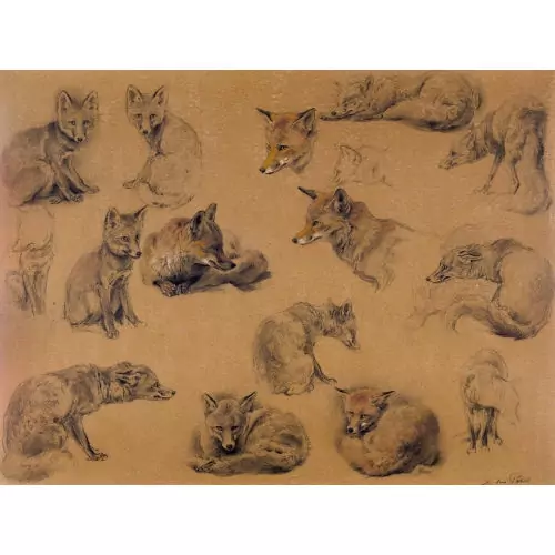Fuchsstudien