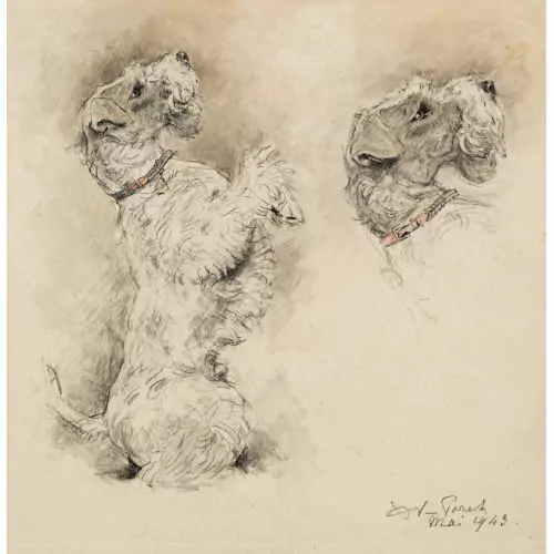 Studie zu einem Foxterrier