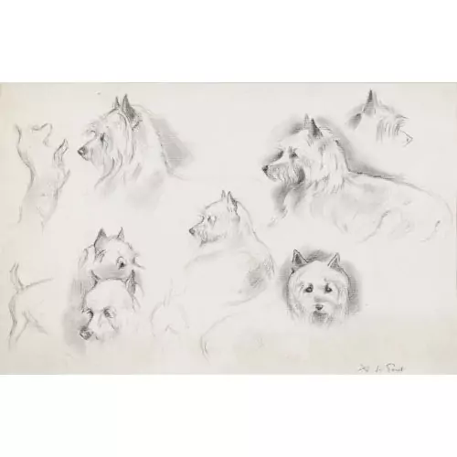 Hundestudien