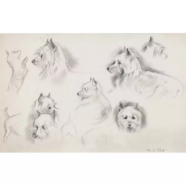 Hundestudien