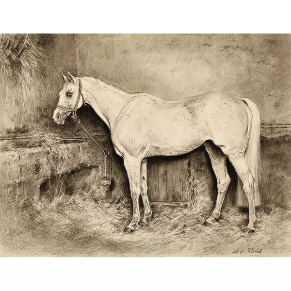 Fancy Girl (im Stall von Oberst Glanzmann)
