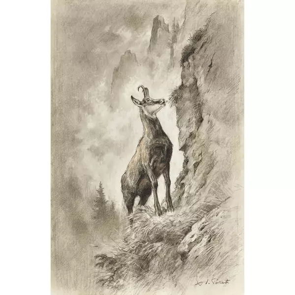 Le chamois