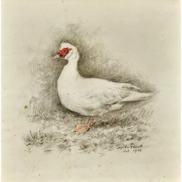 Canard de Barbarie